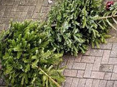 Kerstboom wordt op dezelfde dag als uw gft-afval ingezameld